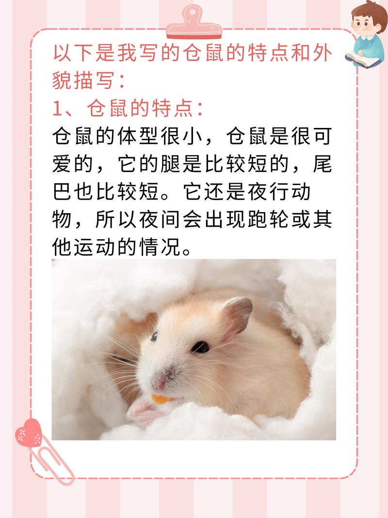 作为消费者“仓鼠的外形特征”你不能不知道