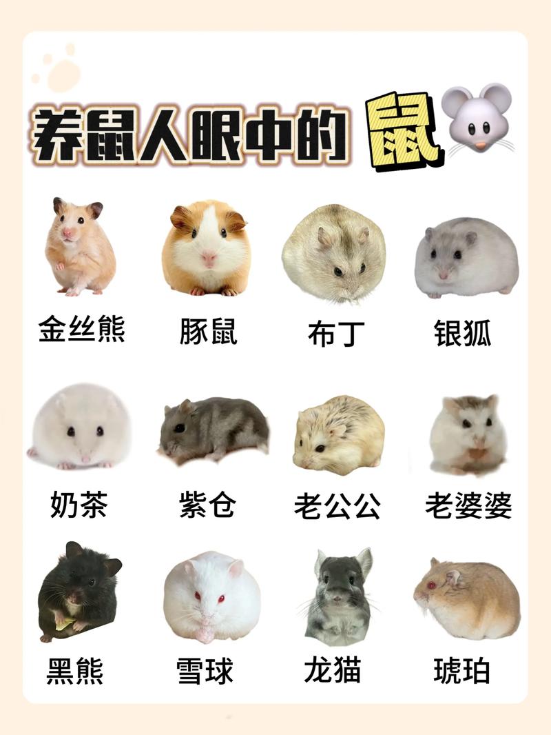 作为消费者“仓鼠的外形特征”你不能不知道-第2张图片 作为消费者“仓鼠的外形特征”你不能不知道-第2张图片