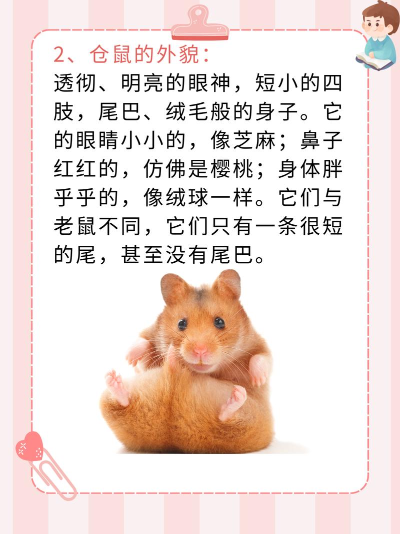 作为消费者“仓鼠的外形特征”你不能不知道-第5张图片 作为消费者“仓鼠的外形特征”你不能不知道-第5张图片