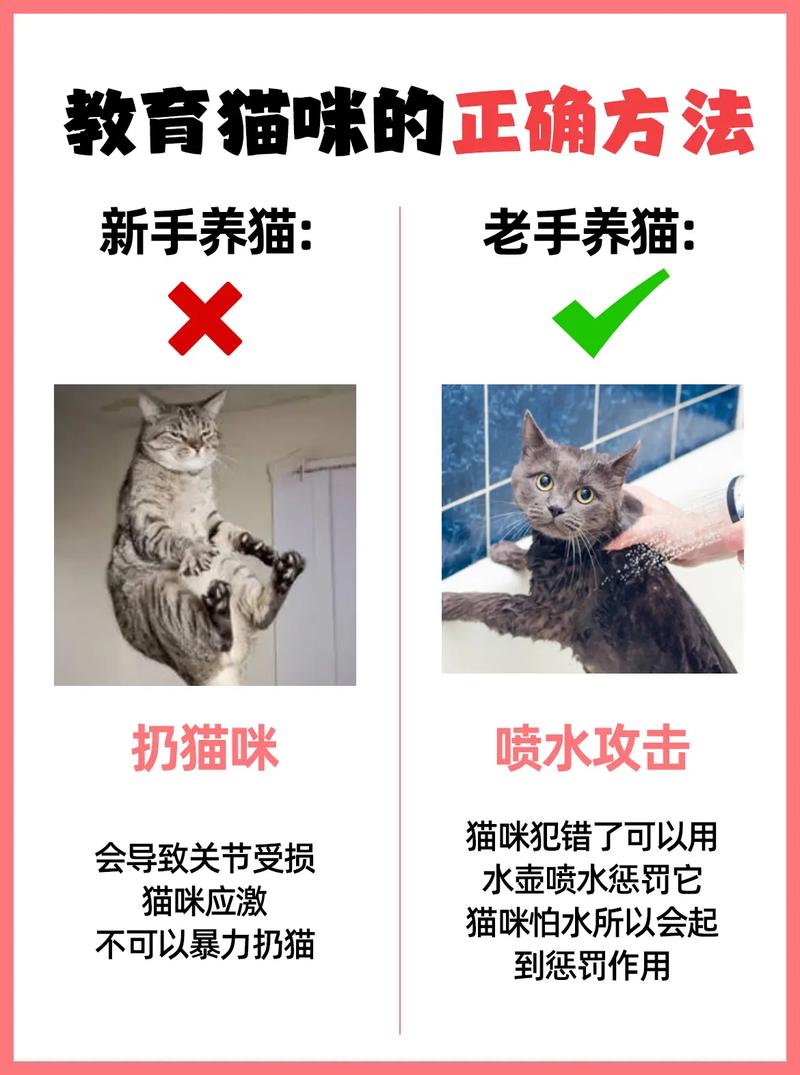 作为消费者“如何和猫咪快速亲近”你不能不知道