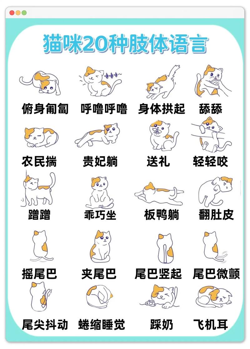 作为消费者“如何和猫咪快速亲近”你不能不知道-第2张图片 作为消费者“如何和猫咪快速亲近”你不能不知道-第2张图片