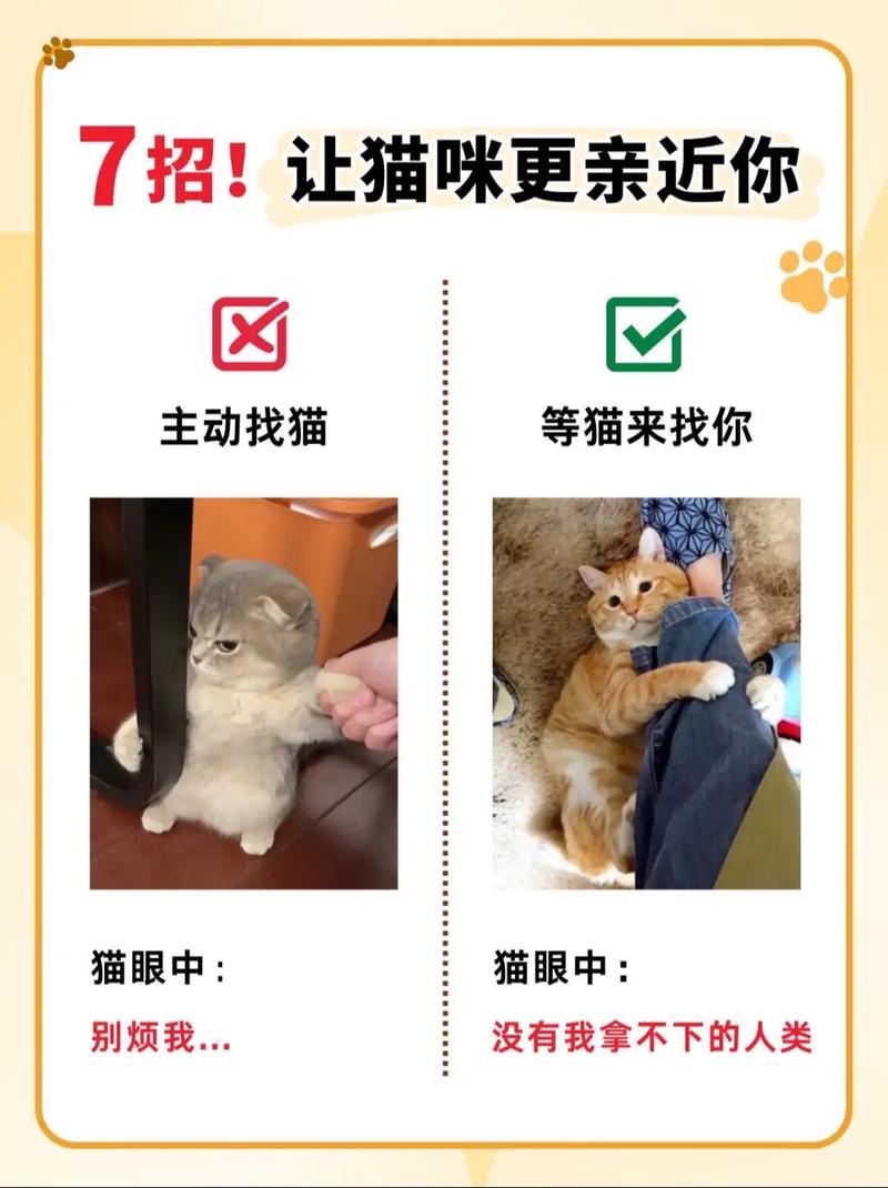 作为消费者“如何和猫咪快速亲近”你不能不知道-第4张图片 作为消费者“如何和猫咪快速亲近”你不能不知道-第4张图片