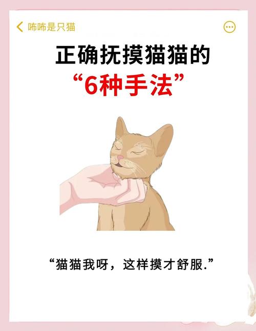 作为消费者“如何和猫咪快速亲近”你不能不知道-第6张图片 作为消费者“如何和猫咪快速亲近”你不能不知道-第6张图片
