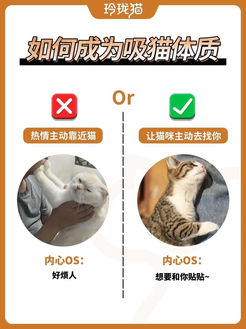 作为消费者“如何和猫咪快速亲近”你不能不知道-第7张图片 作为消费者“如何和猫咪快速亲近”你不能不知道-第7张图片