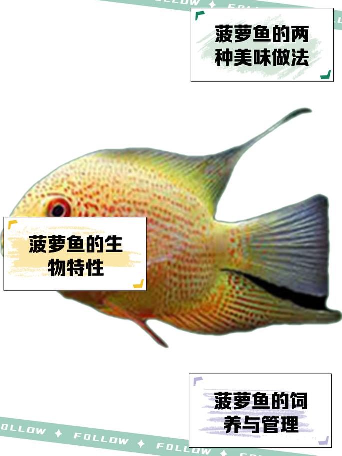 热带鱼是从小好养吗-热带鱼幼鱼养多久才能长大-第2张图片 热带鱼是从小好养吗-热带鱼幼鱼养多久才能长大-第2张图片