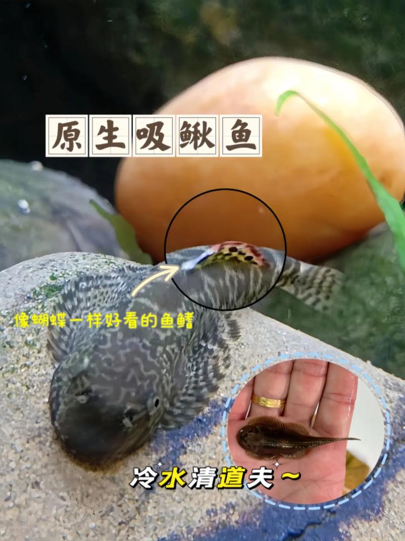 热带鱼是从小好养吗-热带鱼幼鱼养多久才能长大-第4张图片 热带鱼是从小好养吗-热带鱼幼鱼养多久才能长大-第4张图片