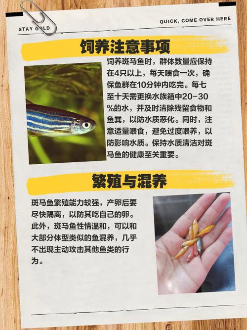 热带鱼是从小好养吗-热带鱼幼鱼养多久才能长大-第6张图片 热带鱼是从小好养吗-热带鱼幼鱼养多久才能长大-第6张图片