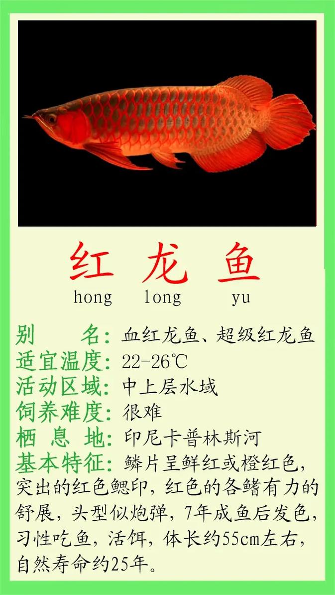 红龙鱼和银龙鱼混养,银龙和红龙能不能在一个缸里养了-第1张图片 红龙鱼和银龙鱼混养,银龙和红龙能不能在一个缸里养了-第1张图片