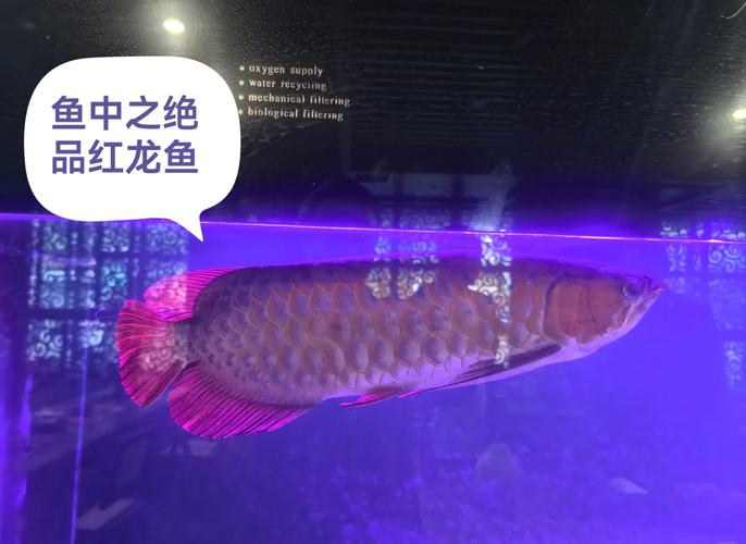 红龙鱼和银龙鱼混养,银龙和红龙能不能在一个缸里养了-第2张图片 红龙鱼和银龙鱼混养,银龙和红龙能不能在一个缸里养了-第2张图片