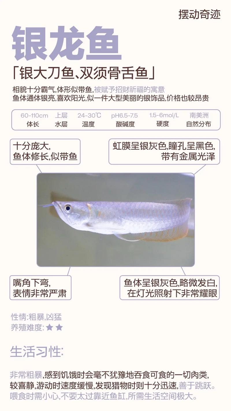 红龙鱼和银龙鱼混养,银龙和红龙能不能在一个缸里养了-第3张图片 红龙鱼和银龙鱼混养,银龙和红龙能不能在一个缸里养了-第3张图片