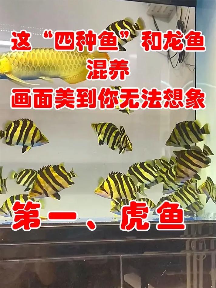 红龙鱼和银龙鱼混养,银龙和红龙能不能在一个缸里养了-第6张图片 红龙鱼和银龙鱼混养,银龙和红龙能不能在一个缸里养了-第6张图片