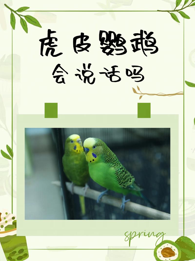 解析“小鹦鹉会说话吗”你不知道的事-第1张图片 解析“小鹦鹉会说话吗”你不知道的事-第1张图片