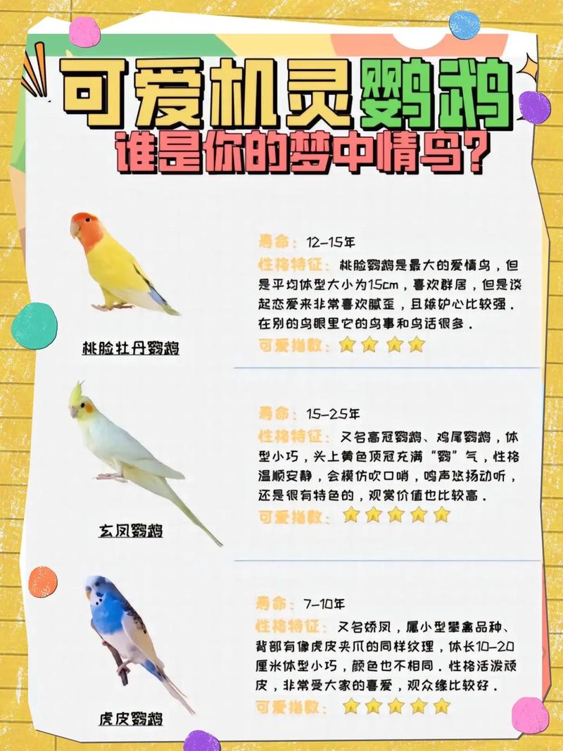 解析“小鹦鹉会说话吗”你不知道的事-第2张图片 解析“小鹦鹉会说话吗”你不知道的事-第2张图片