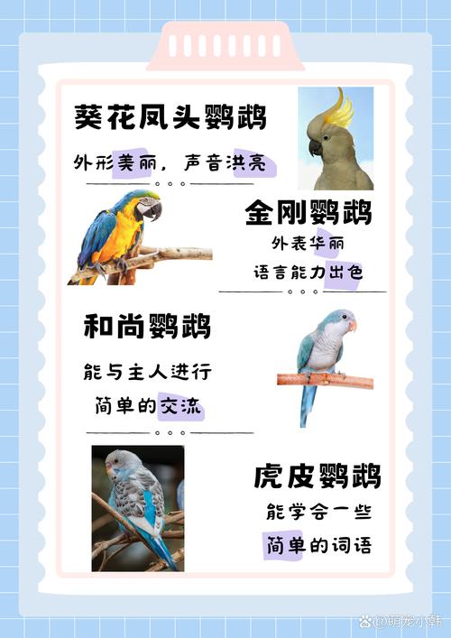 解析“小鹦鹉会说话吗”你不知道的事-第4张图片 解析“小鹦鹉会说话吗”你不知道的事-第4张图片