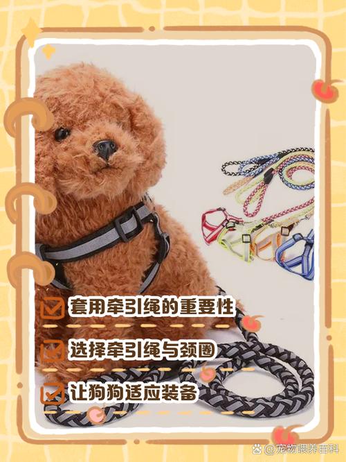 解析“狗狗牵引绳怎么用”你不知道的事-第4张图片 解析“狗狗牵引绳怎么用”你不知道的事-第4张图片