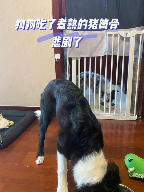 作为消费者“狗狗可以吃生骨头吗”你不能不知道-第8张图片 作为消费者“狗狗可以吃生骨头吗”你不能不知道-第8张图片