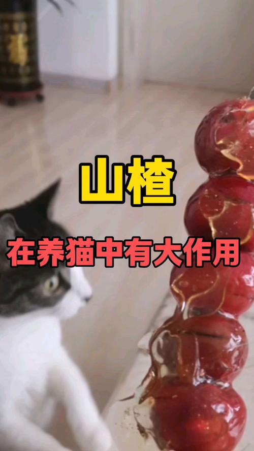 作为消费者“猫能吃山楂吗”你不能不知道-第5张图片 作为消费者“猫能吃山楂吗”你不能不知道-第5张图片