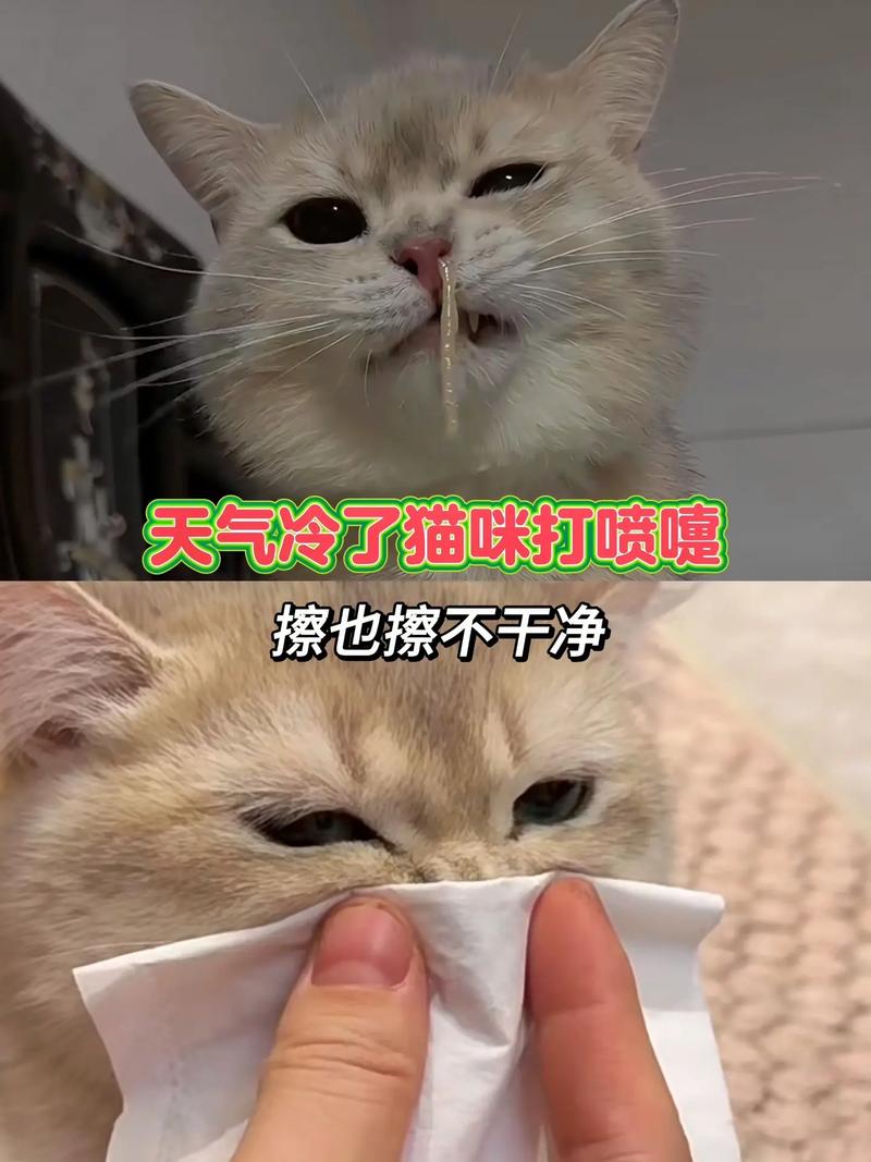 猫咪感冒症状表现-猫咪感冒是什么症状?-第3张图片 猫咪感冒症状表现-猫咪感冒是什么症状?-第3张图片