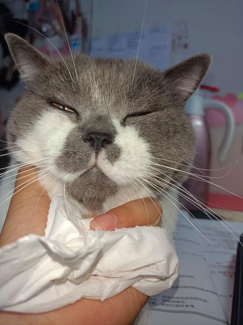 猫咪感冒症状表现-猫咪感冒是什么症状?-第4张图片 猫咪感冒症状表现-猫咪感冒是什么症状?-第4张图片