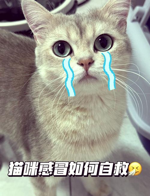 猫咪感冒症状表现-猫咪感冒是什么症状?-第5张图片 猫咪感冒症状表现-猫咪感冒是什么症状?-第5张图片