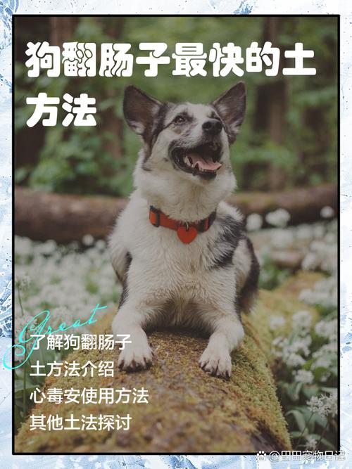 解析“狗翻肠”你不知道的事-第3张图片 解析“狗翻肠”你不知道的事-第3张图片