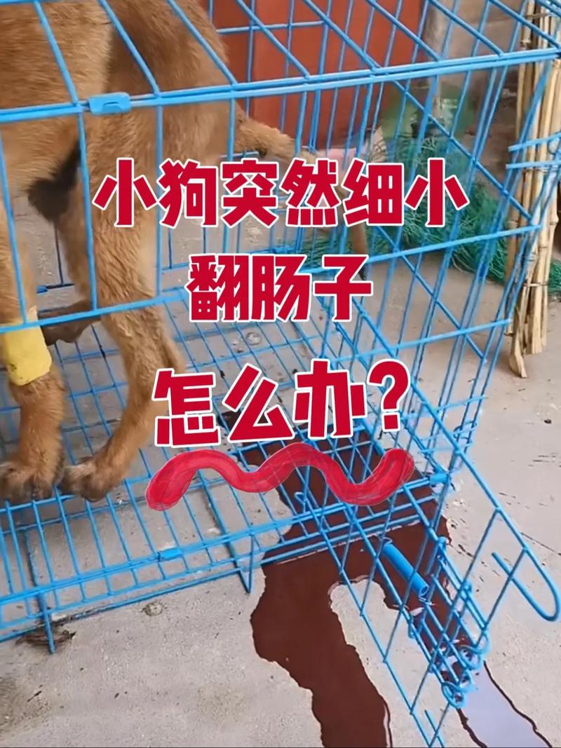 解析“狗翻肠”你不知道的事-第5张图片 解析“狗翻肠”你不知道的事-第5张图片