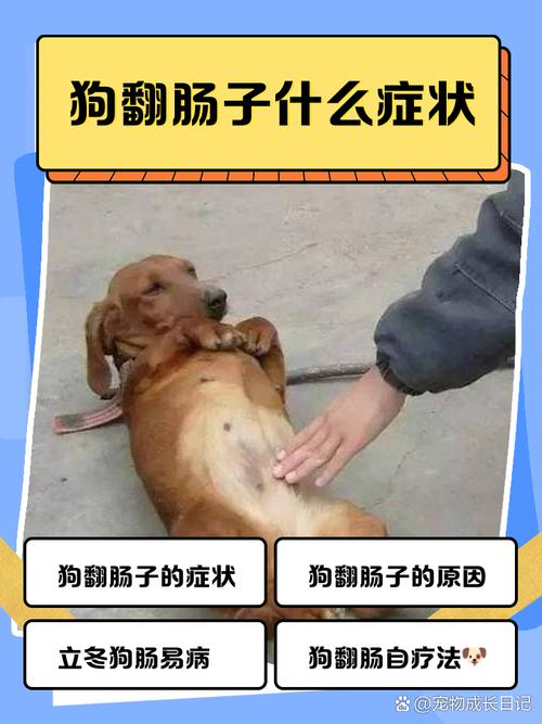 解析“狗翻肠”你不知道的事-第7张图片 解析“狗翻肠”你不知道的事-第7张图片