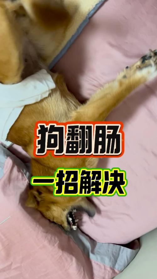 解析“狗翻肠”你不知道的事-第9张图片 解析“狗翻肠”你不知道的事-第9张图片