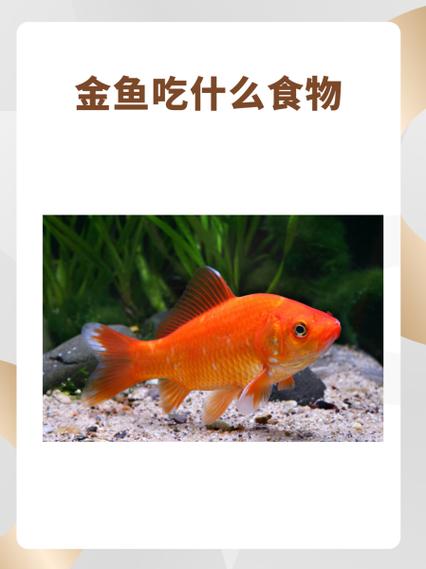 金鱼最怕的三种食物/金鱼最怕什么字脑筋急转弯-第2张图片 金鱼最怕的三种食物/金鱼最怕什么字脑筋急转弯-第2张图片
