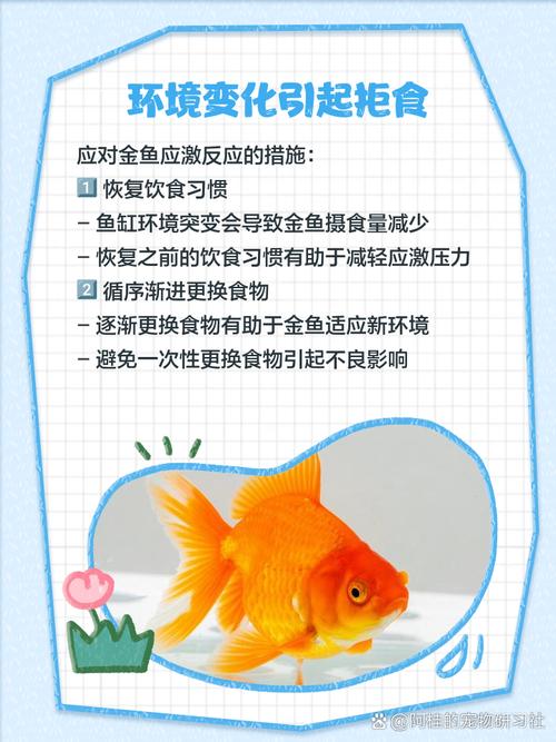 金鱼最怕的三种食物/金鱼最怕什么字脑筋急转弯-第6张图片 金鱼最怕的三种食物/金鱼最怕什么字脑筋急转弯-第6张图片