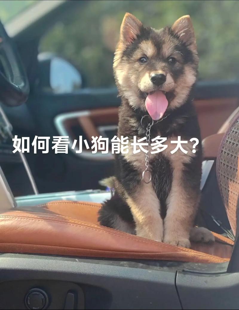 解析“怎么看狗狗多大”你不知道的事-第5张图片 解析“怎么看狗狗多大”你不知道的事-第5张图片