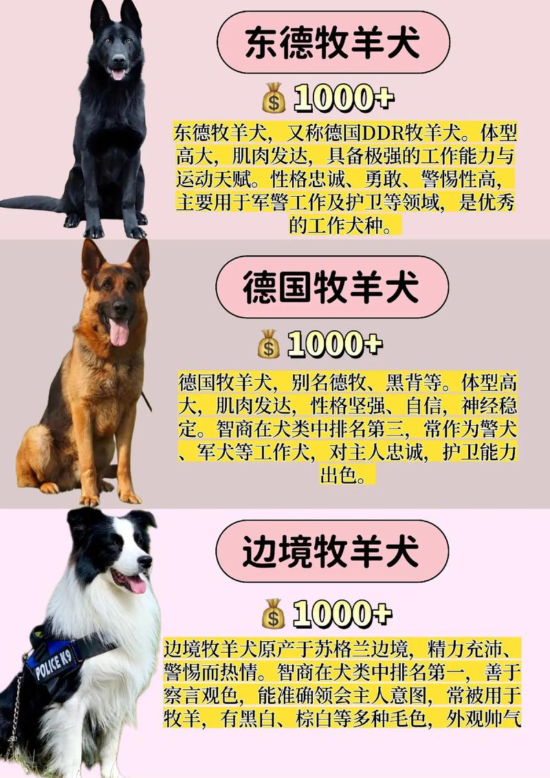 澳洲牧羊犬和苏格兰牧羊犬,澳洲牧羊犬和苏格兰牧羊犬哪个聪明-第2张图片 澳洲牧羊犬和苏格兰牧羊犬,澳洲牧羊犬和苏格兰牧羊犬哪个聪明-第2张图片