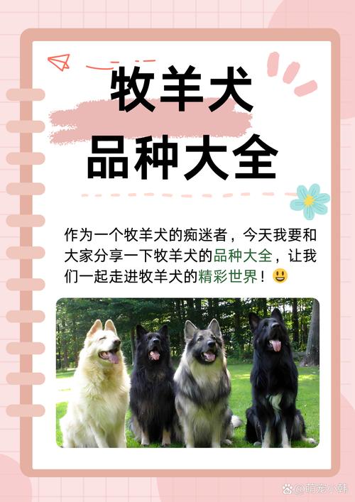 澳洲牧羊犬和苏格兰牧羊犬,澳洲牧羊犬和苏格兰牧羊犬哪个聪明-第3张图片 澳洲牧羊犬和苏格兰牧羊犬,澳洲牧羊犬和苏格兰牧羊犬哪个聪明-第3张图片