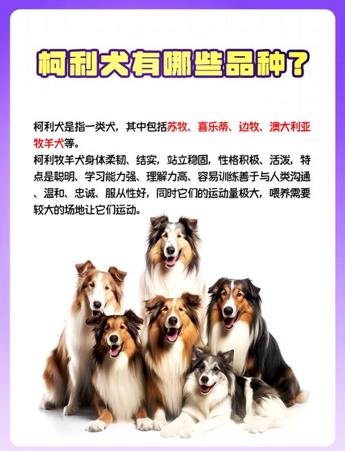 澳洲牧羊犬和苏格兰牧羊犬,澳洲牧羊犬和苏格兰牧羊犬哪个聪明-第4张图片 澳洲牧羊犬和苏格兰牧羊犬,澳洲牧羊犬和苏格兰牧羊犬哪个聪明-第4张图片