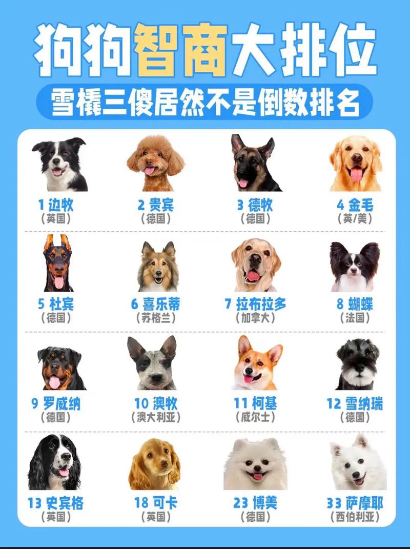 澳洲牧羊犬和苏格兰牧羊犬,澳洲牧羊犬和苏格兰牧羊犬哪个聪明-第5张图片 澳洲牧羊犬和苏格兰牧羊犬,澳洲牧羊犬和苏格兰牧羊犬哪个聪明-第5张图片