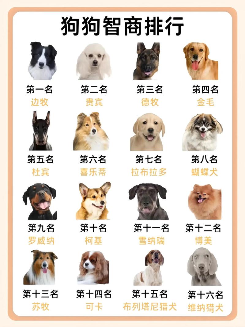 澳洲牧羊犬和苏格兰牧羊犬,澳洲牧羊犬和苏格兰牧羊犬哪个聪明-第6张图片 澳洲牧羊犬和苏格兰牧羊犬,澳洲牧羊犬和苏格兰牧羊犬哪个聪明-第6张图片