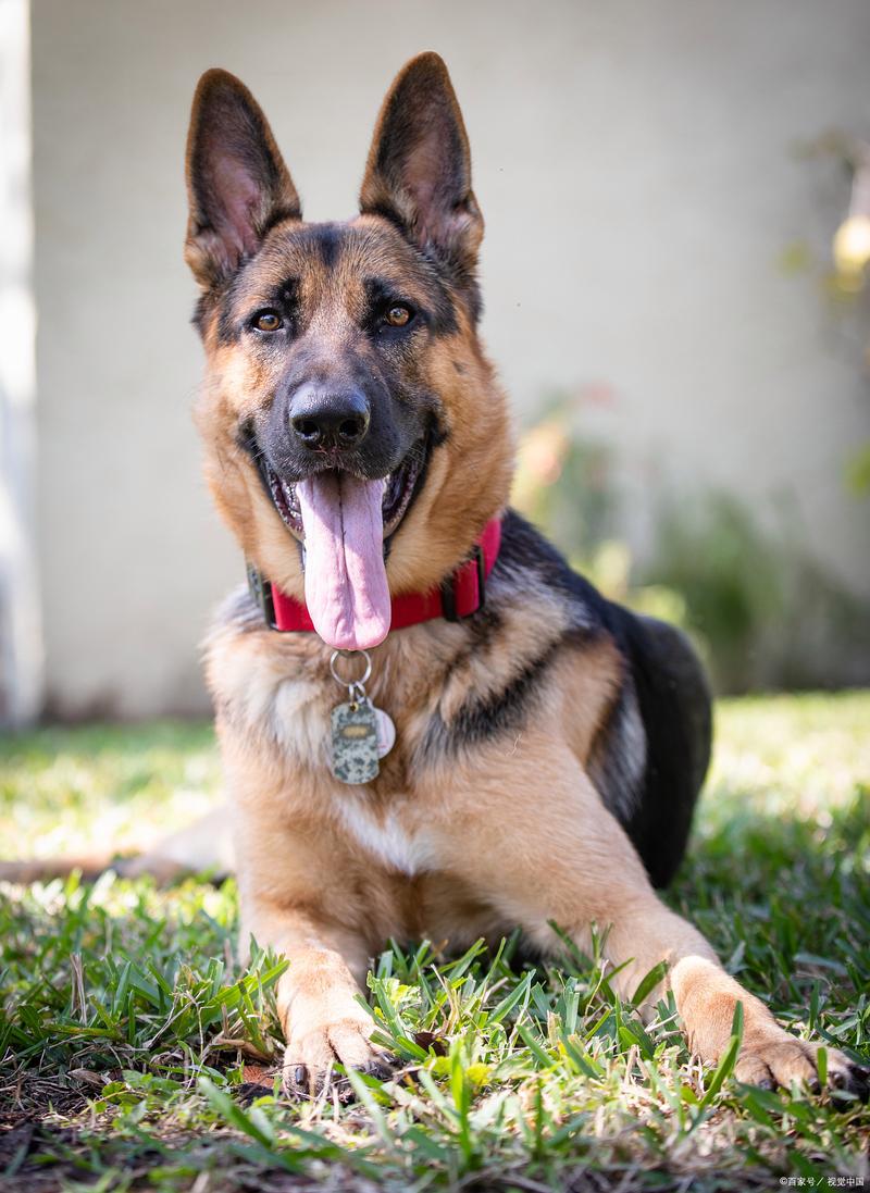 澳洲牧羊犬和苏格兰牧羊犬,澳洲牧羊犬和苏格兰牧羊犬哪个聪明-第7张图片 澳洲牧羊犬和苏格兰牧羊犬,澳洲牧羊犬和苏格兰牧羊犬哪个聪明-第7张图片