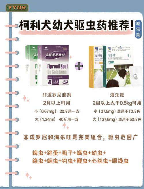 澳洲牧羊犬和苏格兰牧羊犬,澳洲牧羊犬和苏格兰牧羊犬哪个聪明-第8张图片 澳洲牧羊犬和苏格兰牧羊犬,澳洲牧羊犬和苏格兰牧羊犬哪个聪明-第8张图片