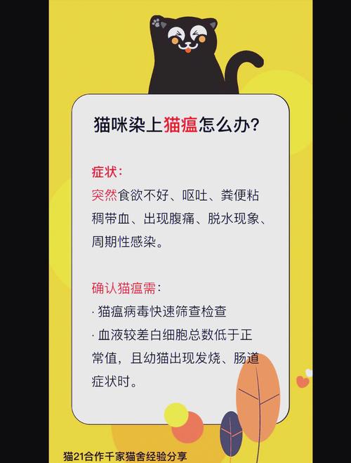 解析“猫咪得了猫瘟怎么办”你不知道的事-第1张图片 解析“猫咪得了猫瘟怎么办”你不知道的事-第1张图片