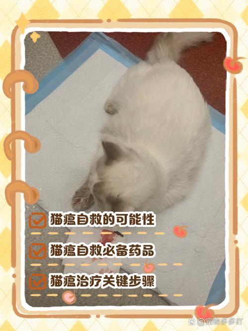 解析“猫咪得了猫瘟怎么办”你不知道的事-第4张图片 解析“猫咪得了猫瘟怎么办”你不知道的事-第4张图片