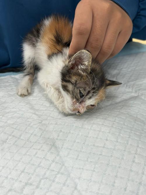 解析“猫咪得了猫瘟怎么办”你不知道的事-第9张图片 解析“猫咪得了猫瘟怎么办”你不知道的事-第9张图片