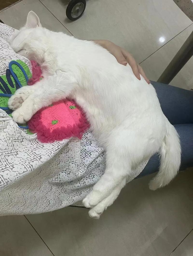 作为消费者“猫猫一直吐舌头”你不能不知道-第1张图片 作为消费者“猫猫一直吐舌头”你不能不知道-第1张图片