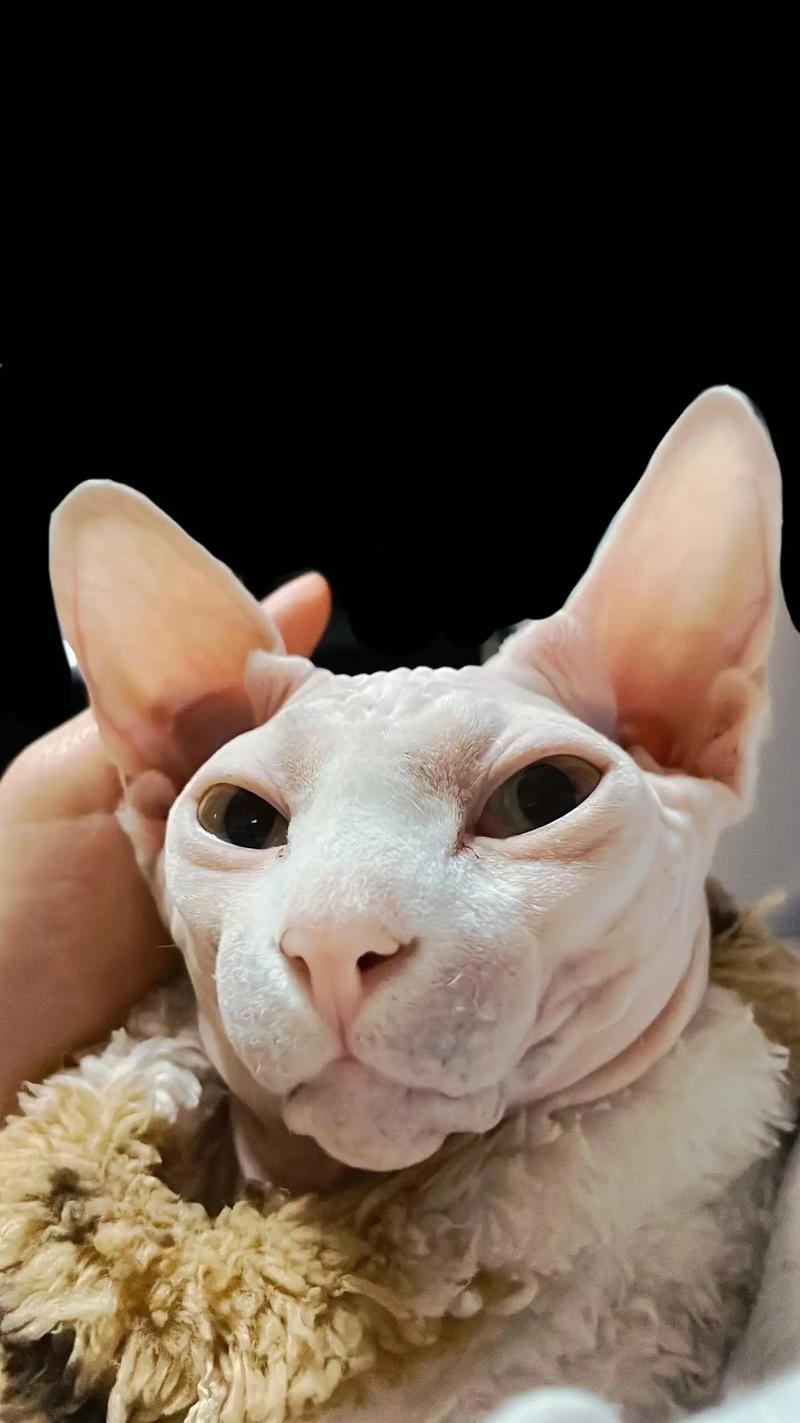 作为消费者“猫猫一直吐舌头”你不能不知道-第2张图片 作为消费者“猫猫一直吐舌头”你不能不知道-第2张图片
