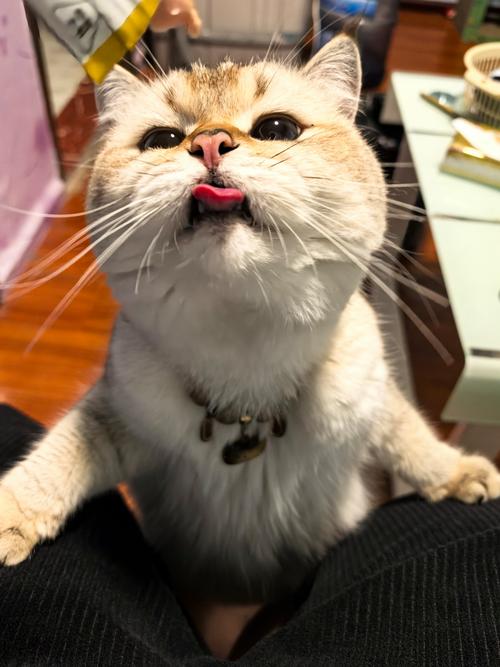 作为消费者“猫猫一直吐舌头”你不能不知道-第3张图片 作为消费者“猫猫一直吐舌头”你不能不知道-第3张图片