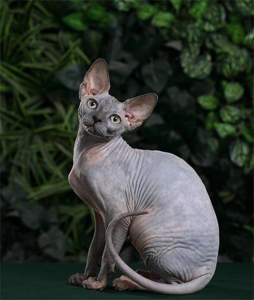 作为消费者“猫猫一直吐舌头”你不能不知道-第4张图片 作为消费者“猫猫一直吐舌头”你不能不知道-第4张图片