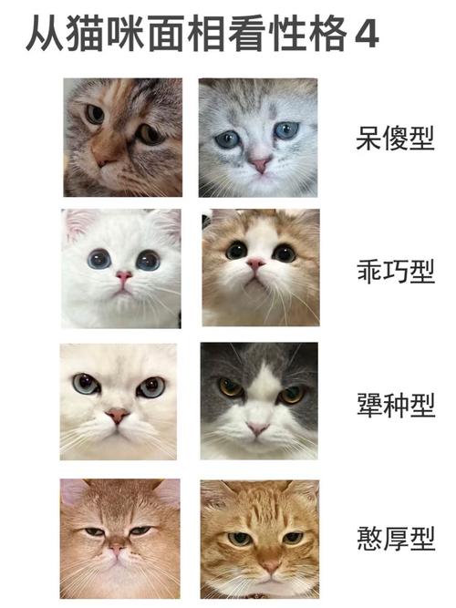 猫咪为什么喜欢蹭脸-猫为什么喜欢蹭自己的脸-第1张图片 猫咪为什么喜欢蹭脸-猫为什么喜欢蹭自己的脸-第1张图片