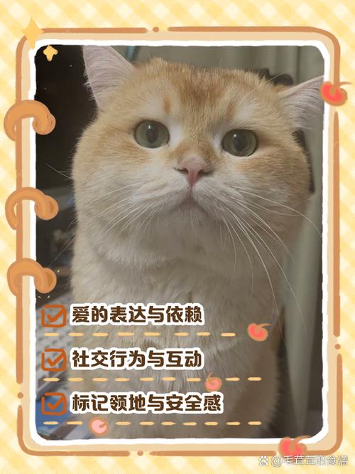 猫咪为什么喜欢蹭脸-猫为什么喜欢蹭自己的脸-第3张图片 猫咪为什么喜欢蹭脸-猫为什么喜欢蹭自己的脸-第3张图片