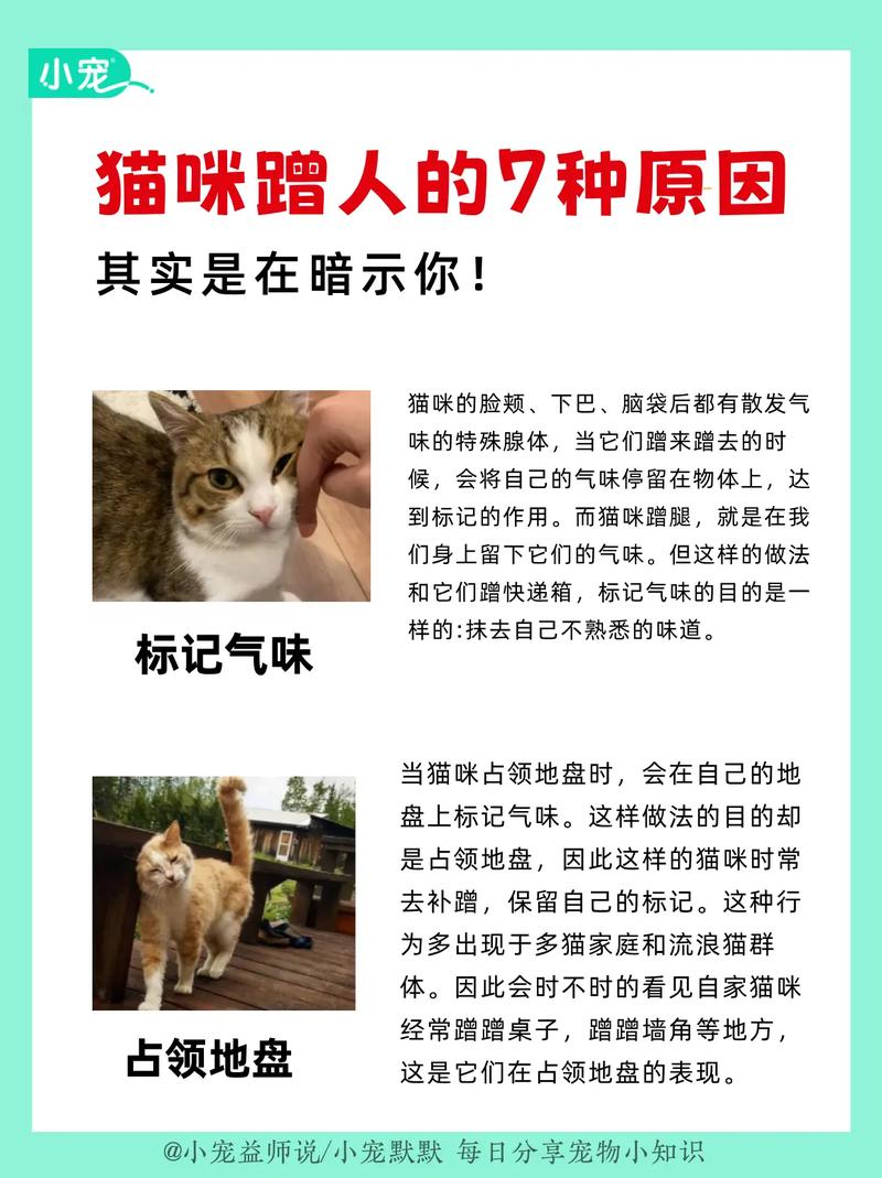 猫咪为什么喜欢蹭脸-猫为什么喜欢蹭自己的脸-第4张图片 猫咪为什么喜欢蹭脸-猫为什么喜欢蹭自己的脸-第4张图片