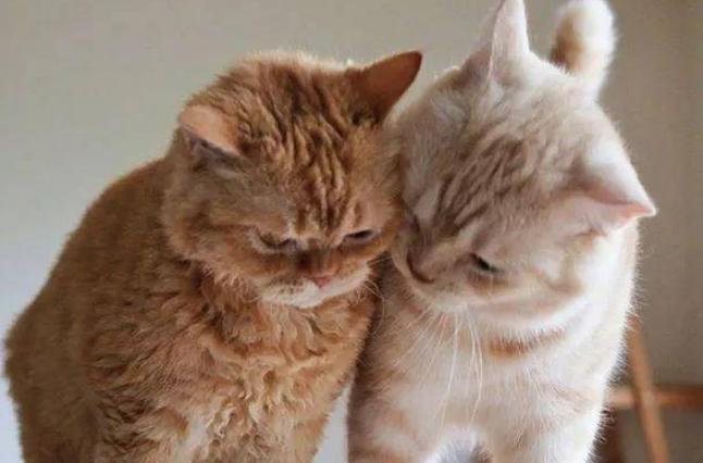猫咪为什么喜欢蹭脸-猫为什么喜欢蹭自己的脸-第5张图片 猫咪为什么喜欢蹭脸-猫为什么喜欢蹭自己的脸-第5张图片