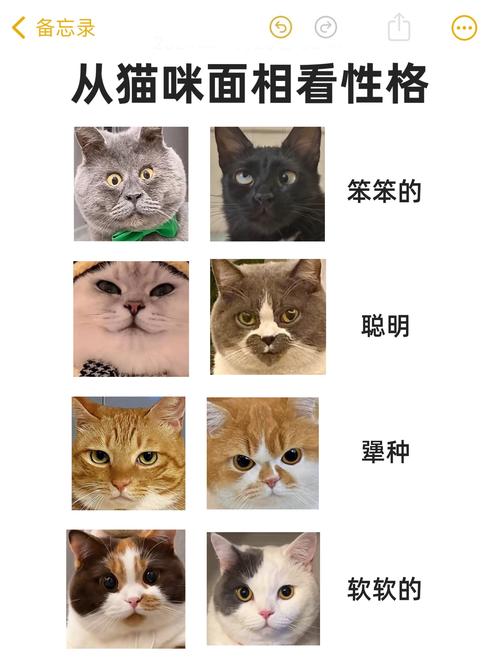 猫咪为什么喜欢蹭脸-猫为什么喜欢蹭自己的脸-第7张图片 猫咪为什么喜欢蹭脸-猫为什么喜欢蹭自己的脸-第7张图片